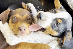 Parque Cidade terá feira de adoção de cães e gatos neste sábado