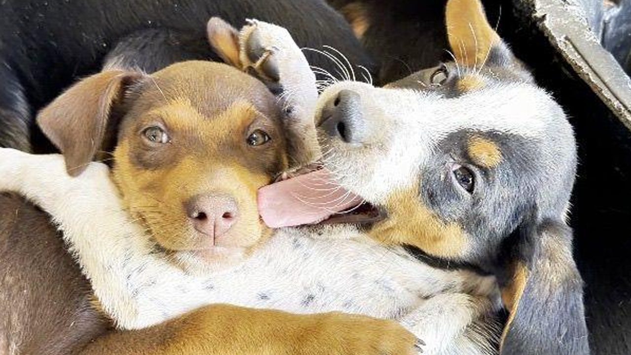 Parque Cidade terá feira de adoção de cães e gatos neste sábado