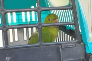 Periquitão-maracanã é resgatado sem conseguir voar em Cordeirópolis