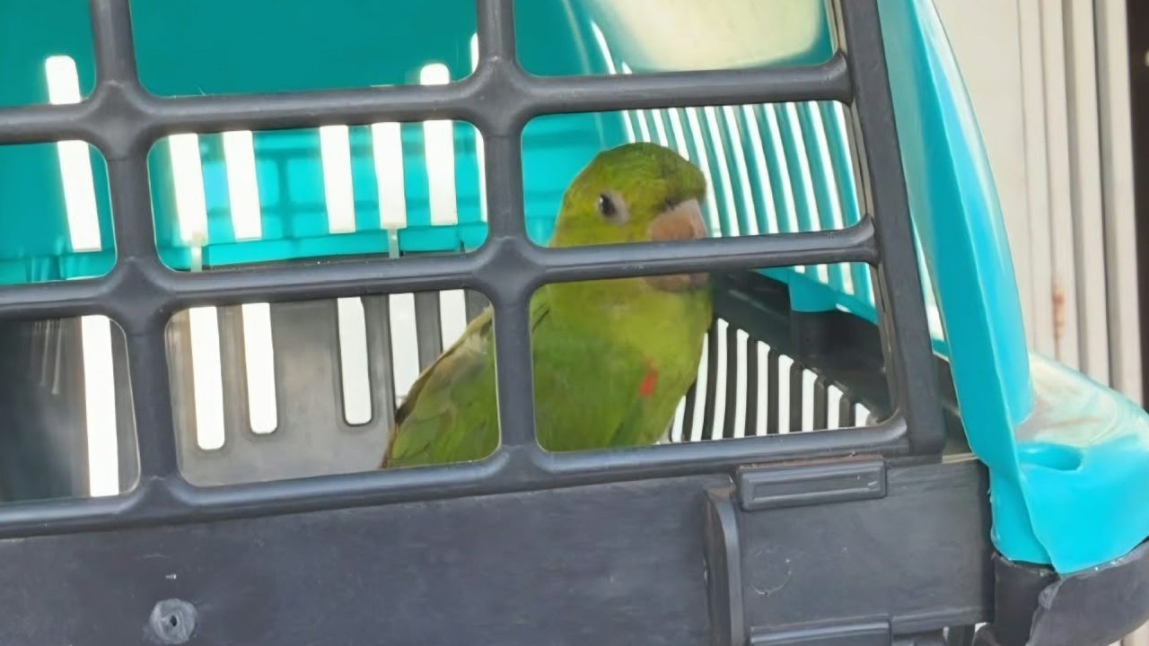 Periquitão-maracanã é resgatado sem conseguir voar em Cordeirópolis