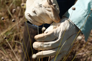 Pesquisadores encontram plantas consideradas extintas há 30 anos