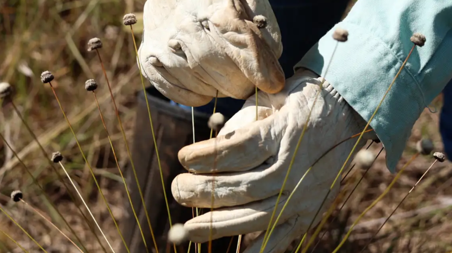 Pesquisadores encontram plantas consideradas extintas há 30 anos