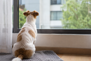 Projeto propõe multa para quem abandonar animais por mais de 36 horas em Limeira