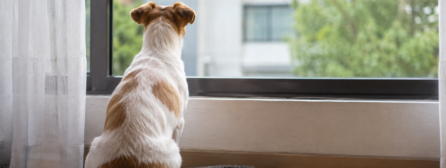 Projeto propõe multa para quem abandonar animais por mais de 36 horas em Limeira