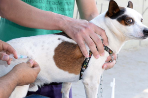 Vacina contra a raiva é gratuita para cães e gatos em Limeira