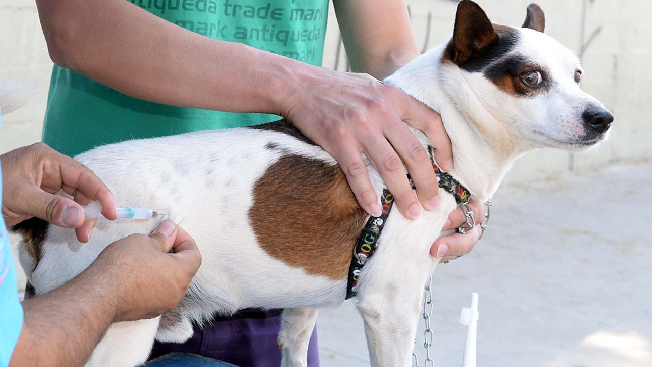 Vacina contra a raiva é gratuita para cães e gatos em Limeira