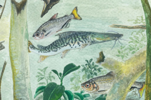Amazônia tem mais de 2,7 mil espécies de peixes, aponta estudo