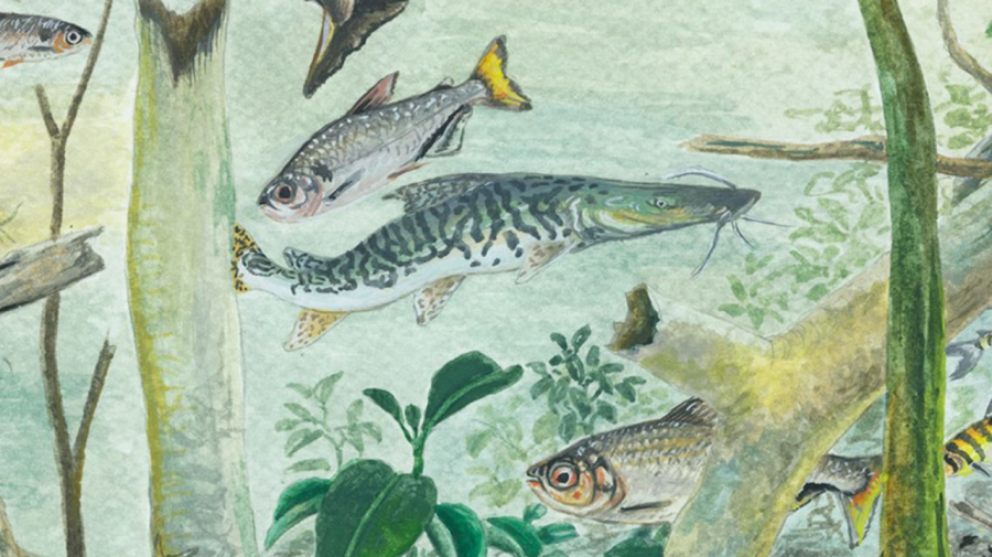 Amazônia tem mais de 2,7 mil espécies de peixes, aponta estudo