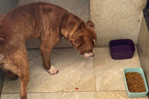 Mulher que agrediu pitbull em Limeira é solta em audiência de custódia