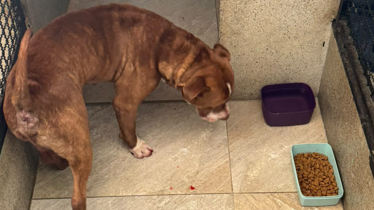Mulher que agrediu pitbull em Limeira é solta em audiência de custódia