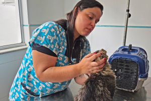 Clínica Veterinária Pública de Limeira supera 3,2 mil atendimentos em seis meses