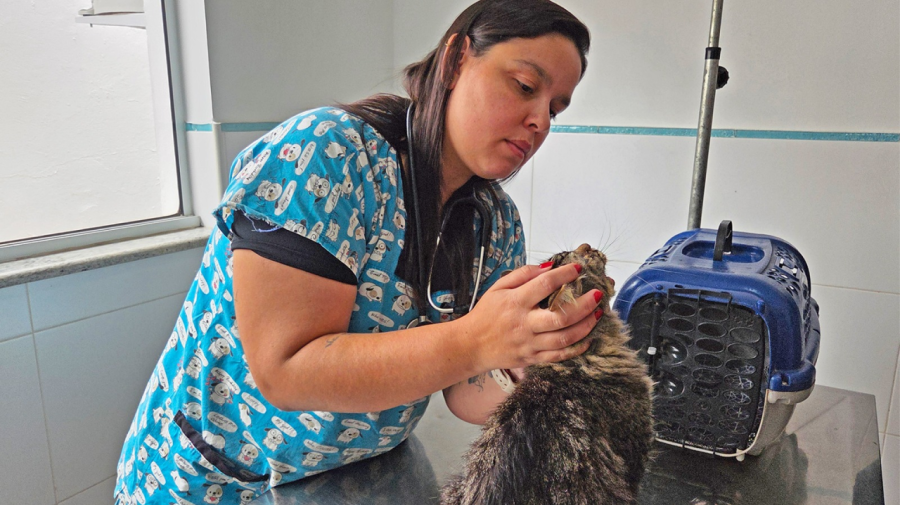 Clínica Veterinária Pública de Limeira supera 3,2 mil atendimentos em seis meses