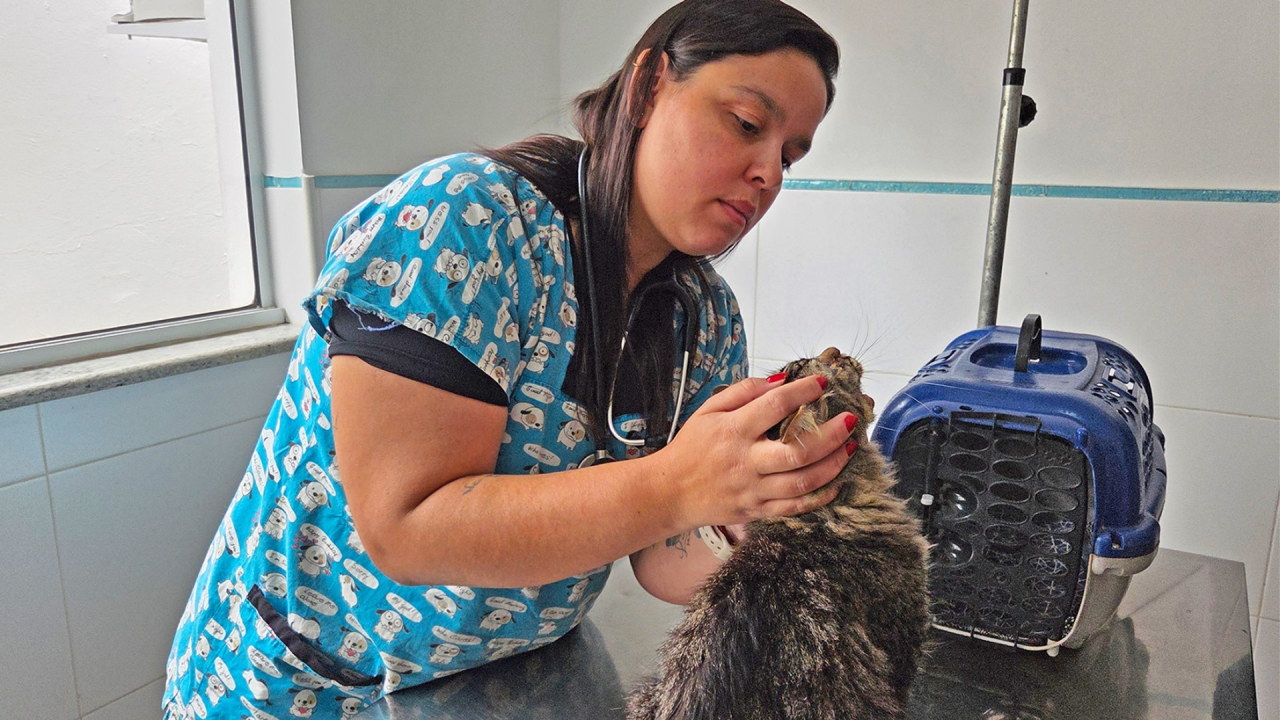 Clínica Veterinária Pública de Limeira supera 3,2 mil atendimentos em seis meses