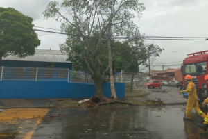 Defesa Civil atende 10 ocorrências de quedas de árvores no domingo