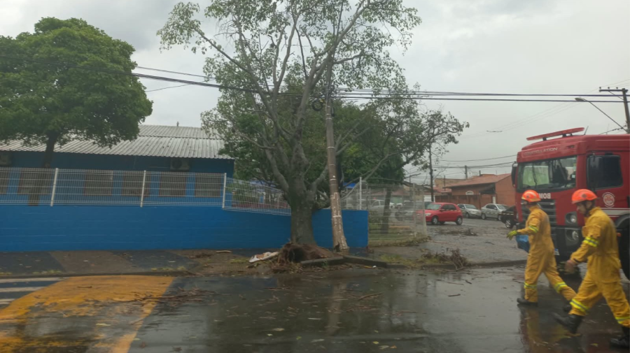 Defesa Civil atende 10 ocorrências de quedas de árvores no domingo