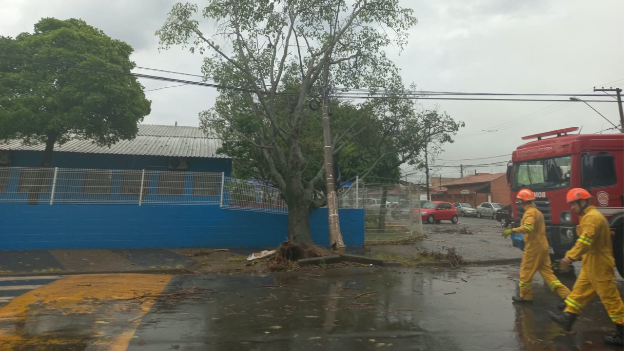 Defesa Civil atende 10 ocorrências de quedas de árvores no domingo