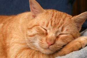 Dieta específica reduz sintomas gastrointestinais em gatos, aponta estudo da USP