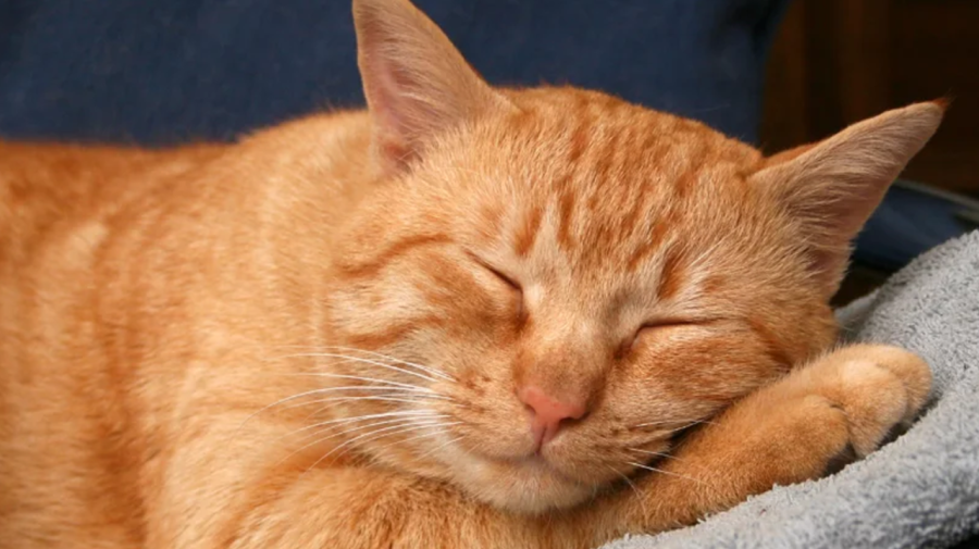 Dieta específica reduz sintomas gastrointestinais em gatos, aponta estudo da USP