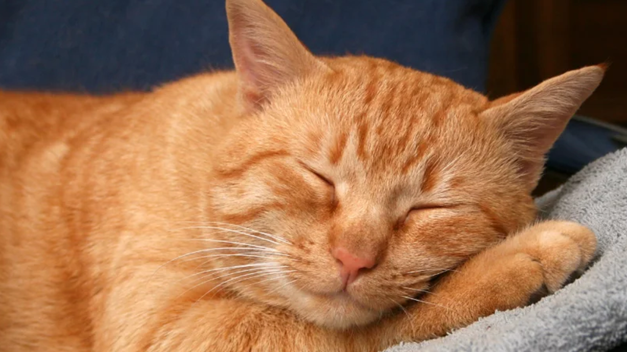 Dieta específica reduz sintomas gastrointestinais em gatos, aponta estudo da USP