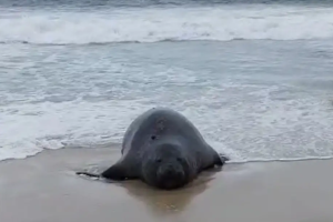 Elefante marinho atrai atenção de banhistas em praia do Rio