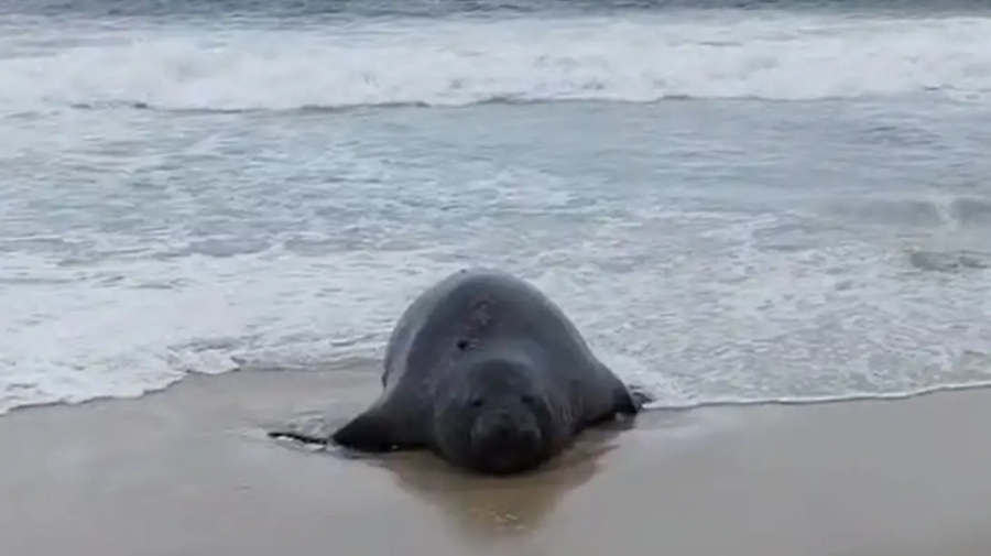 Elefante marinho atrai atenção de banhistas em praia do Rio