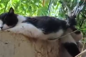 Gato fica preso em serpentina de muro e precisa de atendimento em Limeira