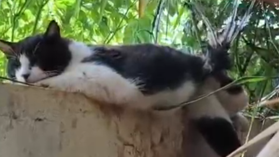 Gato fica preso em serpentina de muro e precisa de atendimento em Limeira