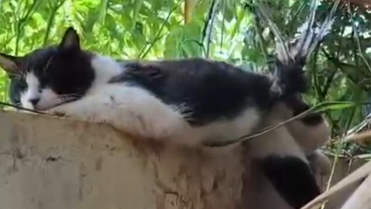 Gato fica preso em serpentina de muro e precisa de atendimento em Limeira