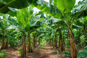 Limeira abre inscrições para doação de até 300 mudas de cacau e banana por produtor