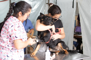 Limeira terá mutirão gratuito de castração de cães e gatos neste sábado