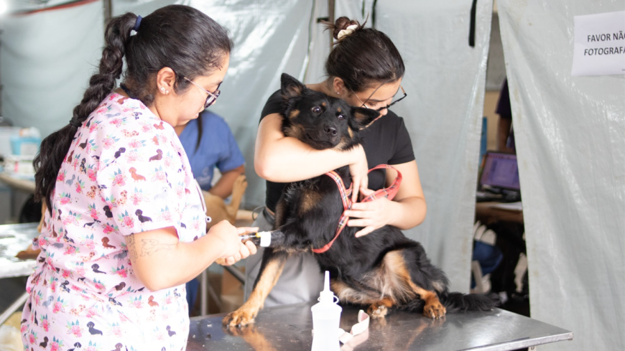 Limeira terá mutirão gratuito de castração de cães e gatos neste sábado