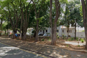 Poda de árvores interdita trecho de rua no Centro de Limeira neste sábado
