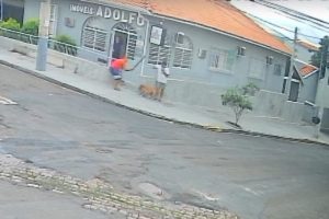 Vídeo mostra homem dando pauladas em cachorro no Jd. Brasil, em Limeira